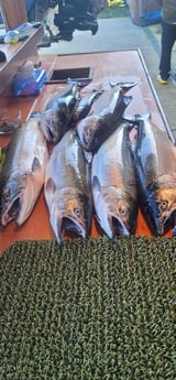 Coho Salmon Fishing in Montesano, Washington