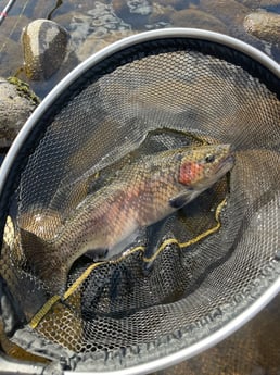 Fishing in Hume, California