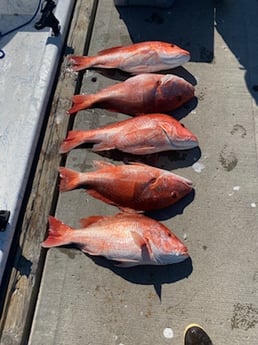 Red Snapper Fishing in Rockport, Texas