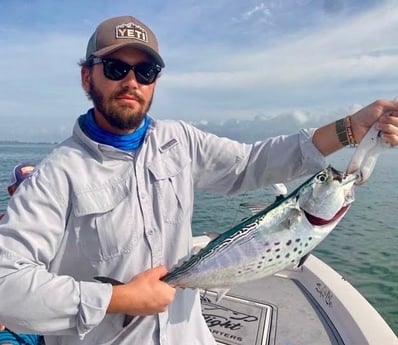 Little Tunny / False Albacore Fishing in Sarasota, Florida