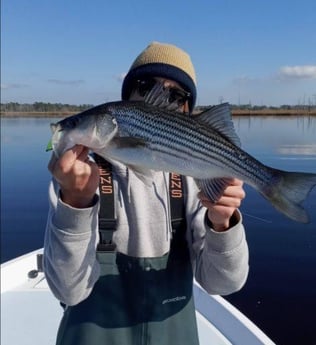 Striped Bass Fishing in Trails End Road, Wilmington, N, North Carolina