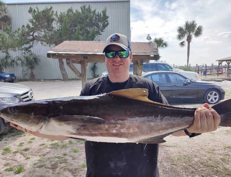 Cobia Fishing in Jacksonville, Florida