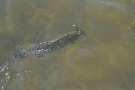 Speckled Trout Fishing in Aransas Pass, Texas