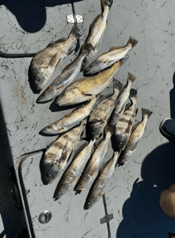 Fishing in Matagorda, Texas