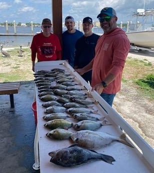 Black Seabass, Bream Fishing in Jacksonville, Florida