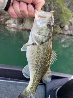 Largemouth Bass Fishing in Austin, Texas