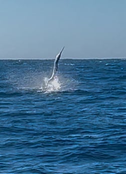 Fishing in Islamorada, Florida