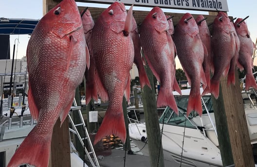 Red Snapper fishing in Biloxi, Mississippi