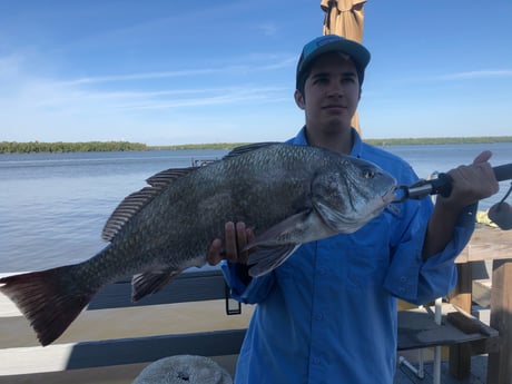 Black Drum Fishing in Chokoloskee, Florida