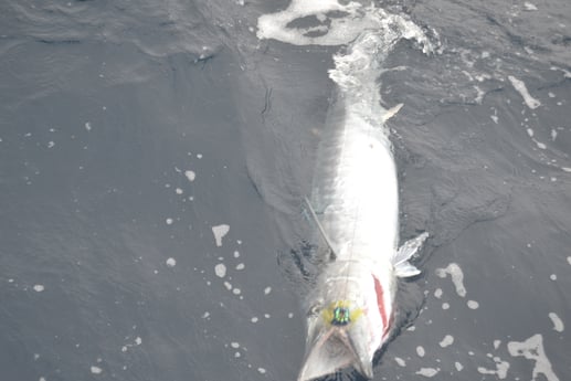 Wahoo fishing in Galveston, Texas