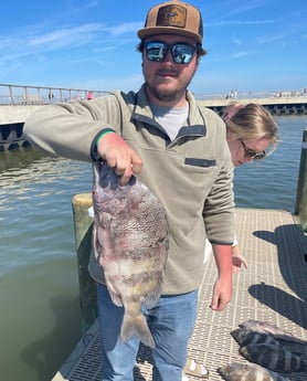 Sheepshead Fishing in Gulf Shores, Alabama