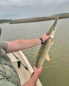 Alligator Gar fishing in Freeport, Texas