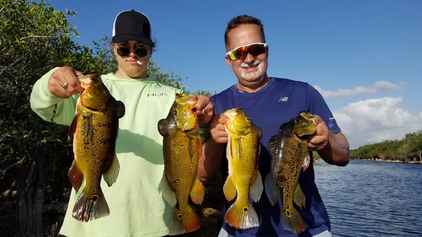 Peacock Bass fishing in Fort Lauderdale, Florida