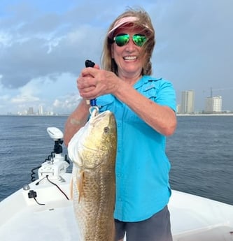 Redfish fishing in Orange Beach, Alabama