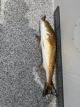 Fishing in Holmes Beach, Florida