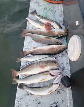 Redfish, Speckled Trout Fishing in South Padre Island, Texas