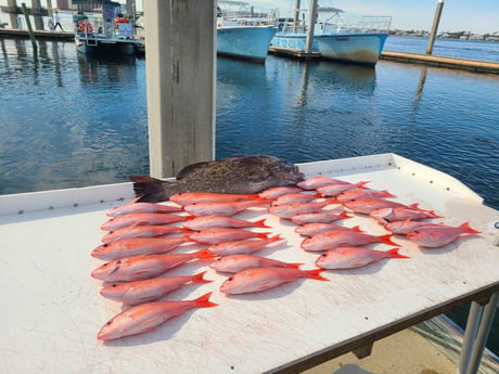 Gag Grouper, Red Snapper fishing in Orange Beach, Alabama