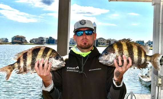 Sheepshead Fishing in Galveston, Texas