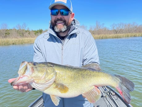 Largemouth Bass fishing in Austin , Texas