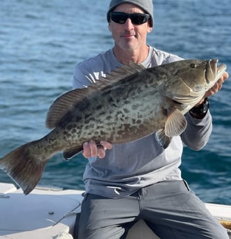 Gag Grouper fishing in Clearwater, Florida