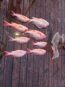 Red Snapper Fishing in Pensacola, Florida