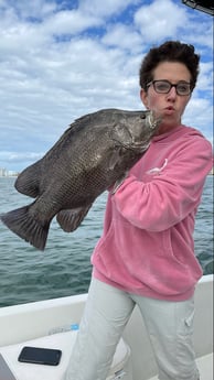 Tripletail fishing in St. Petersburg, Florida