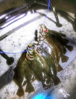 Flounder fishing in Rio Hondo, Texas