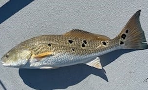 Redfish fishing in Galveston, Texas