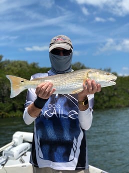 Redfish Fishing in Tarpon Springs, Florida