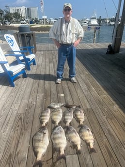 Sheepshead Fishing in Orange Beach, Alabama