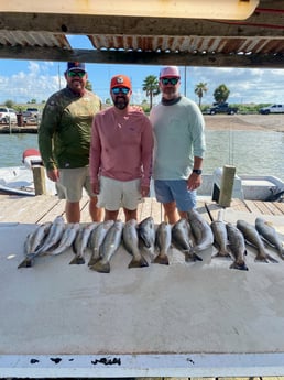 Cobia, Speckled Trout / Spotted Seatrout fishing in Galveston, Texas