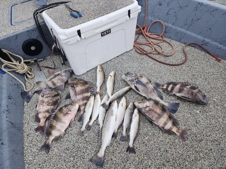 Black Drum, Sheepshead, Speckled Trout / Spotted Seatrout Fishing in Galveston, Texas