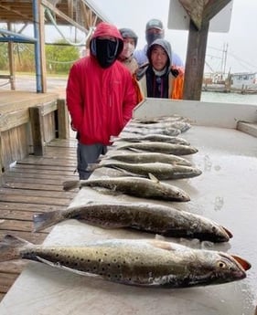 Black Drum, Speckled Trout / Spotted Seatrout Fishing in Galveston, Texas