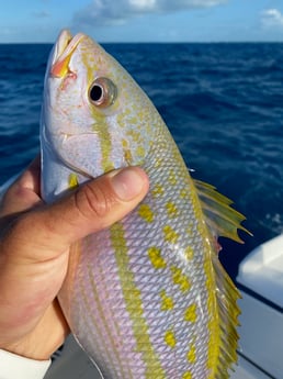 Yellowtail Amberjack fishing in Islamorada, Florida