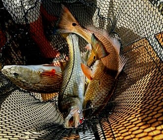 Redfish, Snook Fishing in Port Orange, Florida