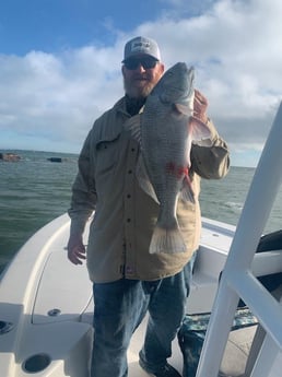 Black Drum Fishing in Galveston, Texas