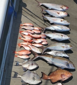 Amberjack, Red Grouper, Red Snapper, Triggerfish fishing in Port Orange, Florida