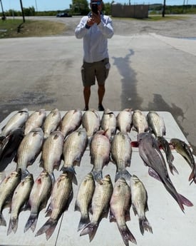 Blue Catfish, Hybrid Striped Bass, Striped Bass fishing in Runaway Bay, Texas