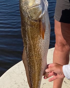 Jack Crevalle fishing in Santa Rosa Beach, Florida