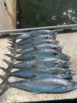 Snook, Speckled Trout / Spotted Seatrout fishing in Sarasota, Florida