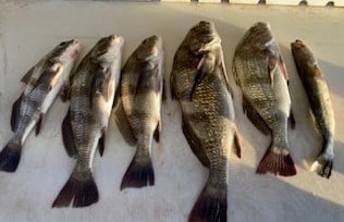 Black Drum, Speckled Trout Fishing in South Padre Island, Texas