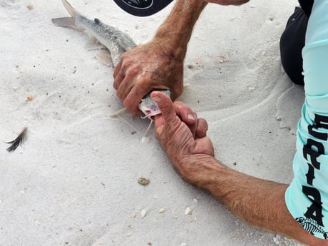 Hardhead Catfish Fishing in Destin, Florida