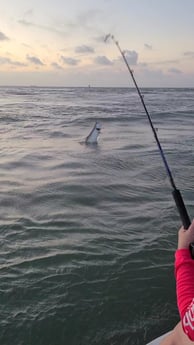 Tarpon fishing in Port O&#039;Connor, Texas