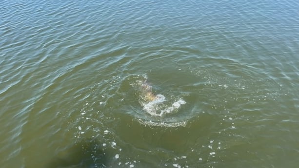 Redfish fishing in Santa Rosa Beach, Florida