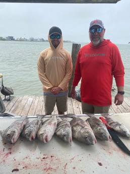 Black Drum fishing in Galveston, Texas