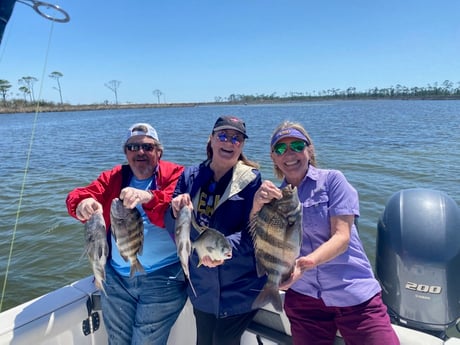 Florida Pompano, Sheepshead fishing in Pensacola, Florida