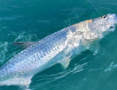 Tarpon fishing in Tavernier, Florida