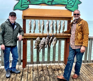 Sheepshead, Speckled Trout / Spotted Seatrout fishing in South Padre Island, Texas