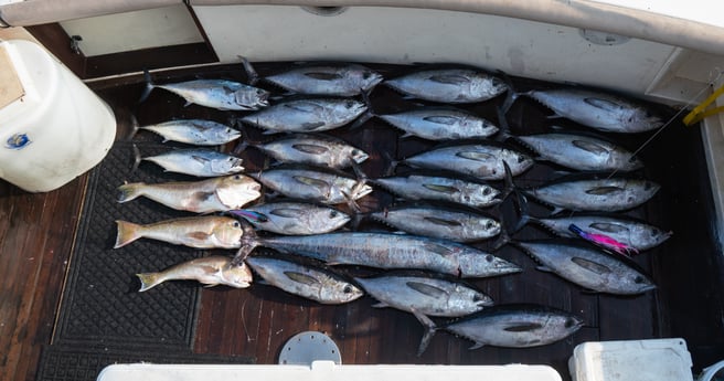 Blackfin Tuna, Little Tunny / False Albacore, Tilefish, Wahoo fishing in Galveston, Texas