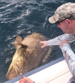 Goliath Grouper fishing in Clearwater, Florida